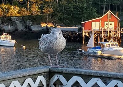A seagull perched on a dock, surrounded by boats gently bobbing in the water.
